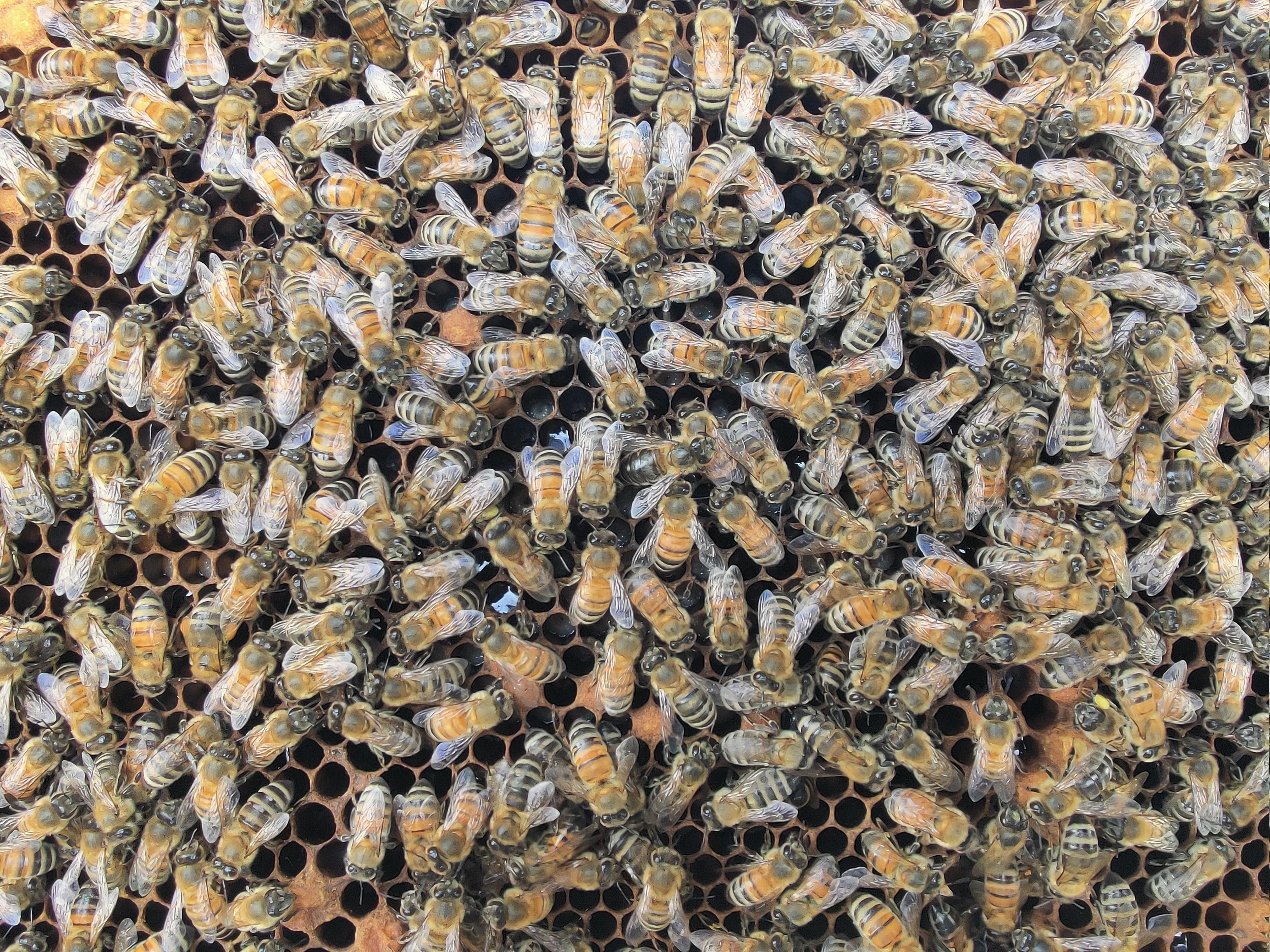 Many bees